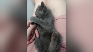 BOO chúc các bạn cuối tuần vui vẻ nha ♥️♥️♥️ cute cutecat meoxamtro meoxamxanh meoanhlongngan meoanh meocute meoboo boothi boothimatmam