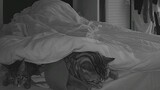 Animal | My Cats Burrow Into & Out Of My Covers