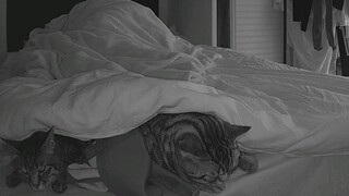 有猫陪睡被窝里却越来越冷的秘密
