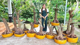 SƠN MAI VÀNG ngày 25/7/2O24- (#O377721167 SƠN) PHÔI MAI VÀNG, MAI TỨ QUÝ-  @bonsai Can Tho