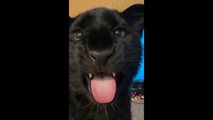 มันคิดว่าตัวเองเป็นหมาหรือเปล่านะ?