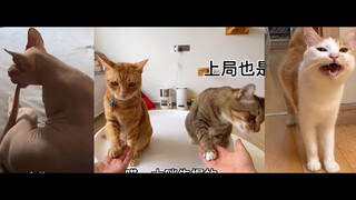 Mèo dễ thương nhất_ cute cats| An Vy