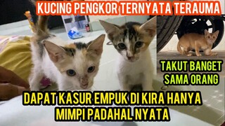 Reaksi 2 Anak Kucing Jalanan Saat Pertama Tidur Di Kasur Empuk..!