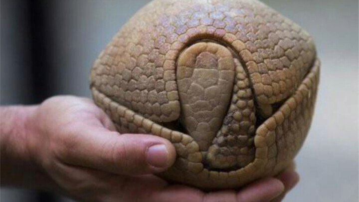Three-banded Armadillo: The Only Armadillo That Can Roll Into a Ball.