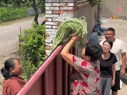 豆橛子的日子要开始了