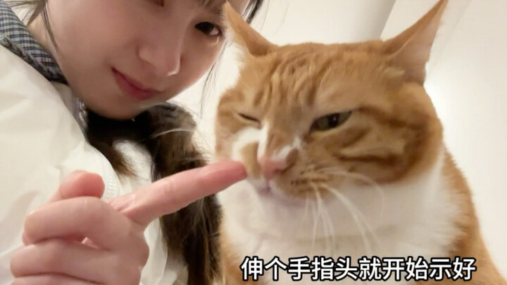 Aku kan udah bilang, kucing warna jingga kekuningan kayak gini paling licik!