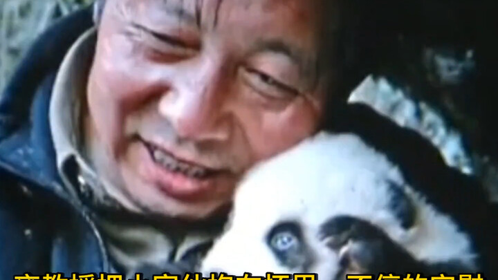 A wild giant panda fights to the death with a rival to protect its unborn cub, left covered in claw 
