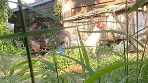 My White kelso broodstag’s final spar before breeding