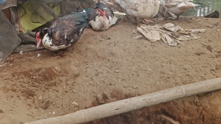 suasana pagi di kadang belakang rumah