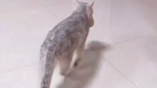 Mèo phải cho chủ ăn thịt! Dù không có điều kiện tạo điều kiện thì chúng ta vẫn ăn!