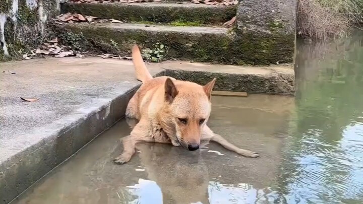 The weather is so hot that Big Yellow loves to play in the water.