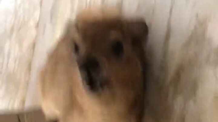 你不要给我哇哇叫