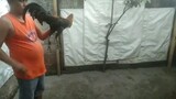 tasmanian devil line