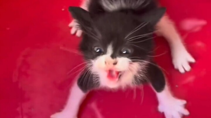 Hakimi yang Marah～