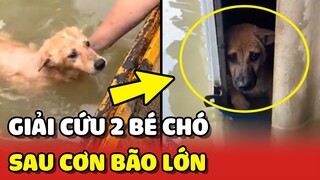 Giải cứu 2 bé chó bị bỏ rơi sau cơn bão tại Miền Trung | Yêu Lu