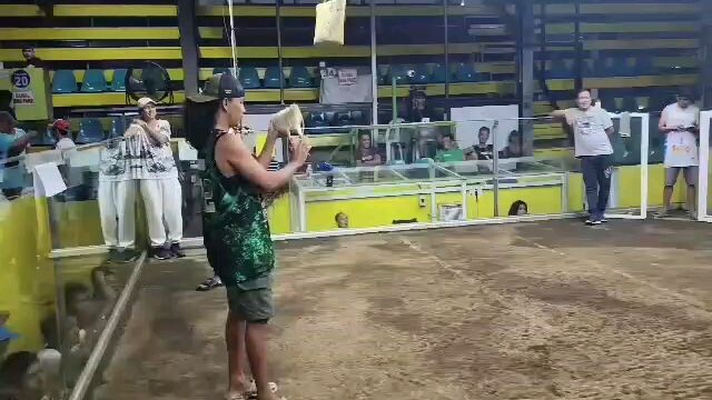 sariling breed white win