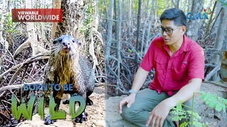 Ano-ano nga ba ang mga hayop na makikita sa bakawan sa Puerto Princesa? | Born to be Wild