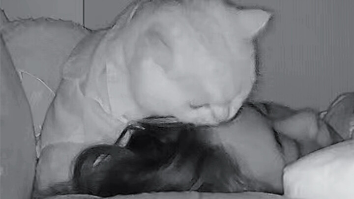 Mèo: Ông chủ bỗng nhiên bật dậy tấn công tớ như thể vừa ngủ say như chết…