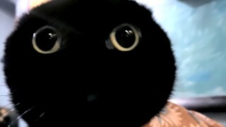 Pertama kali tahu berapa banyak jari kaki yang dimiliki kucing? Berapa banyak bulunya?