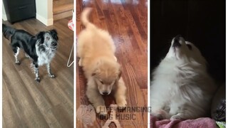 Let's Groove but Dogs Sung It (Dogs Version Cover)