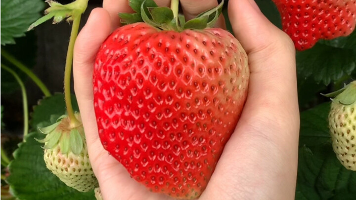 ที่ภาคตะวันออกเฉียงเหนือของจีน มีเมืองหนึ่งที่กินซีฟู้ดและสตรอว์เบอร์รีได้แบบไม่อั้น นั่นคือต้าตง ตง