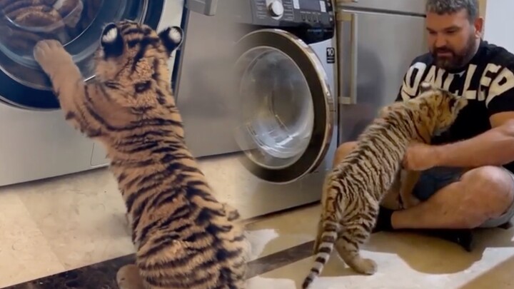 What if the little tiger gets dirty? Just toss it in the washing machine and it’ll be fine.