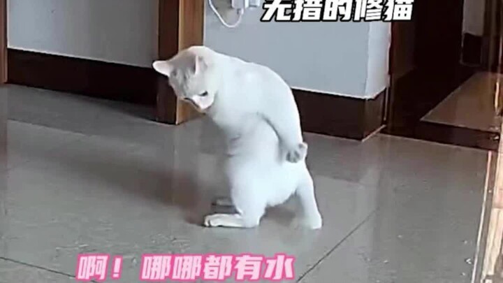 有洁癖的猫遇到主人洒水