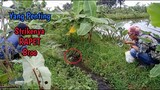 Asyiknya  Mancing Melem  Di Selokan Kecil Sehabis Hujan || STRIKE Terus Broo