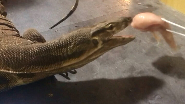 Foreign guy feeds a 2-year-old baby monitor lizard ~ [Self-made food, used with permission]