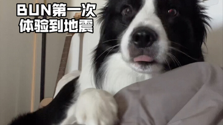 Breaking News! Puppy BUN experiences an earthquake for the first time