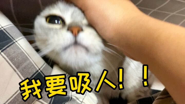 Kucing juga bisa “menghisap” manusia? Kalau sudah kena “ketagihan manusia”, harus langsung nempel te