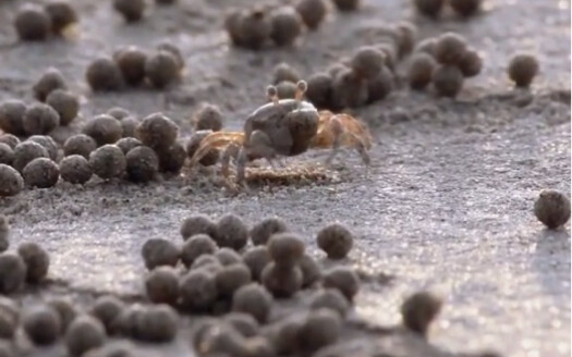 How do bubble tea pearls come to be? They’re painstakingly shaped by round‑shaped window crabs (just