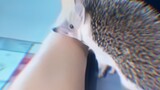 The first time I heard a hedgehog cry~
