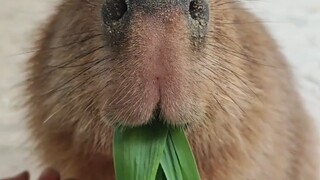 Saya memelihara capybara
