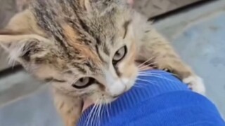 Kucing pemancing Jiang Taigong