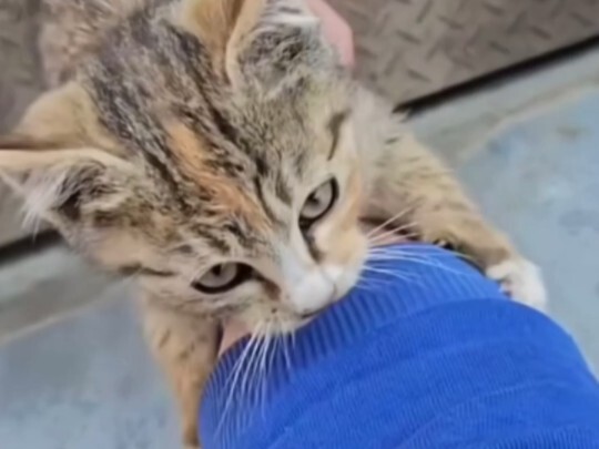Jiang Taigong fishing cat