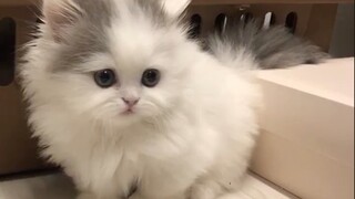 [Hewan]Anak Kucing yang Pemalu