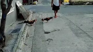 bulik vs bulïk
