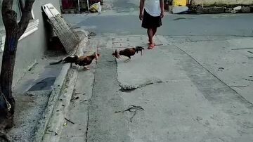 bulik vs bulïk