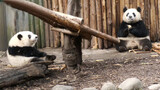 [Panda] Runyue Sungguh Pintar, Ia Mengambil Apel Hehua