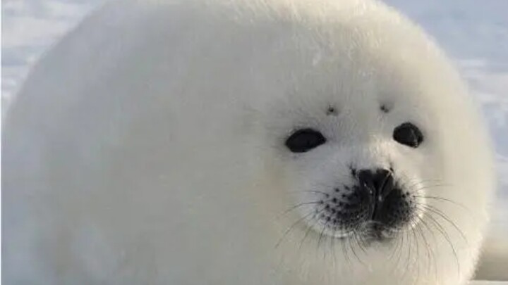 The little seal’s cry—once it opens its mouth, it’s a leopard strike!