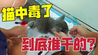 出差回家发现三只猫都中毒了！连夜送去抢救才活下来 到底谁干的？