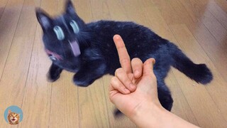 Angry Cats- Super Pets Reaction Videos #5| MEOW