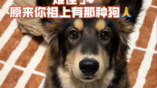 Ketika aku mengungkap misteri asal usul anak anjing kecil yang kutemukan