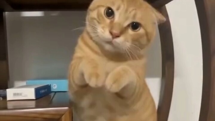 Please feel free to give your orders, this kitty is at your service.
