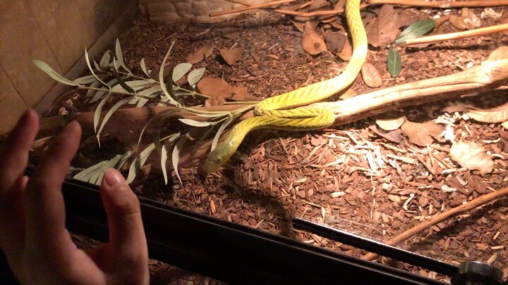 On New Year’s Eve, the Mamba Snake tried to make me his New Year’s dinner.