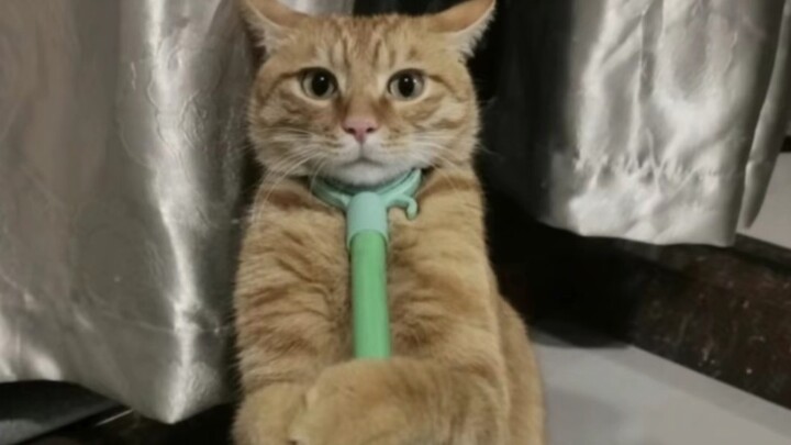 لا أصدق هذا أبدًا! اتضح أن القطّة في البيت هي من يحرّك الخيوط خلف الكواليس كلما اشتبكت القطط. لطالما