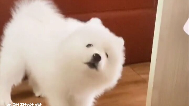 Làm ơn đi! Các cậu cún con thật là lắm lời mà!