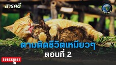 ตามติดชีวิตเหมียว ๆ ตอนที่ 2 สารคดีพากย์ไทย It's a Cat's Life: The Film