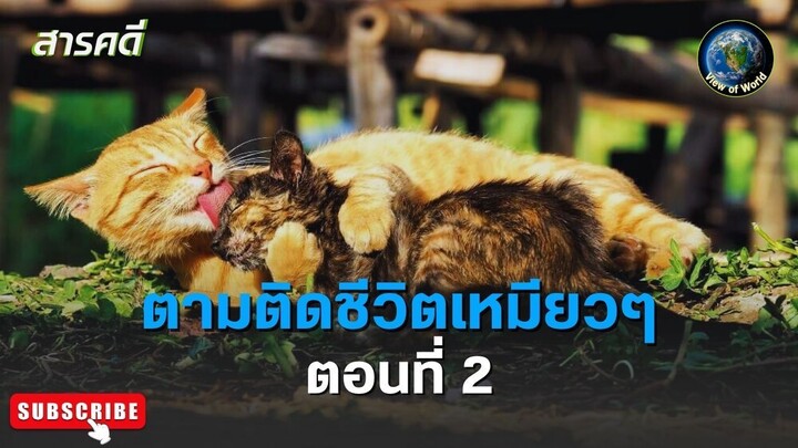 ตามติดชีวิตเหมียว ๆ ตอนที่ 2 สารคดีพากย์ไทย It's a Cat's Life: The Film